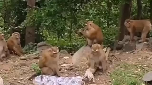 funniest animals