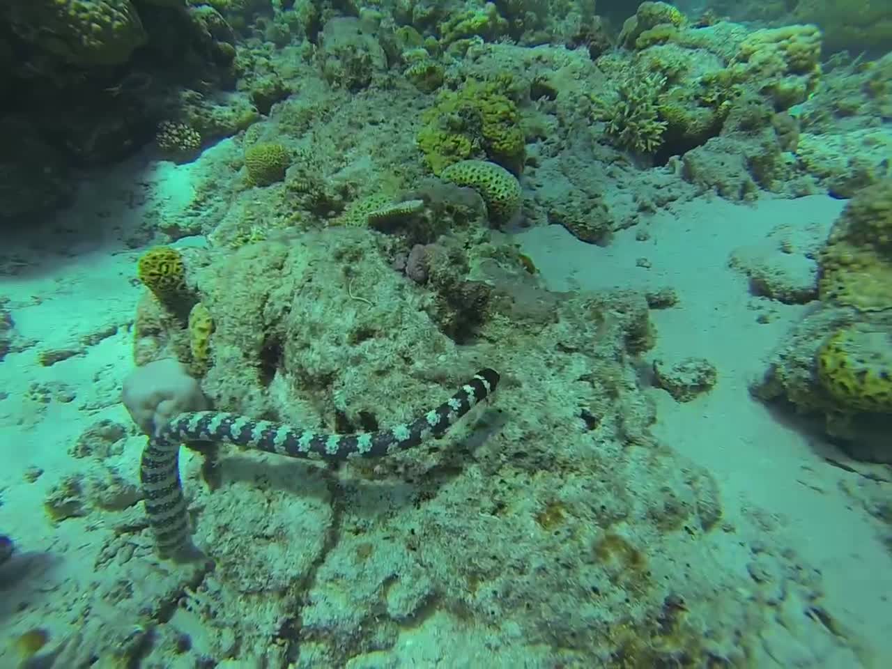 Danger Close to Poisonous Sea Snake