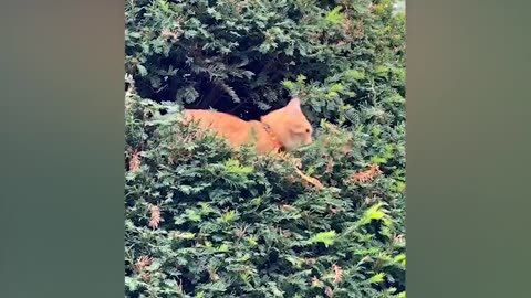 cute and funniest 😍 Animals vedios (2023)