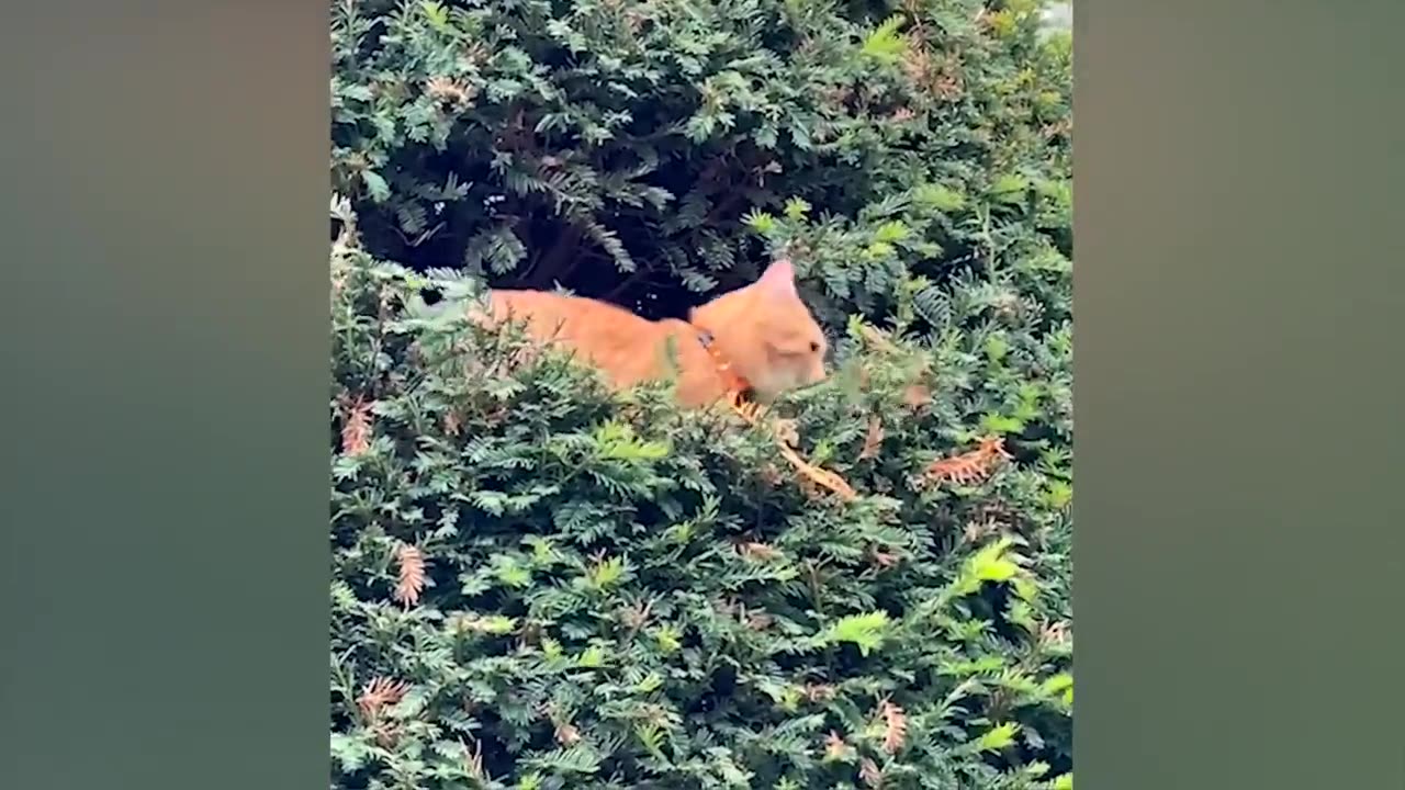 cute and funniest 😍 Animals vedios (2023)