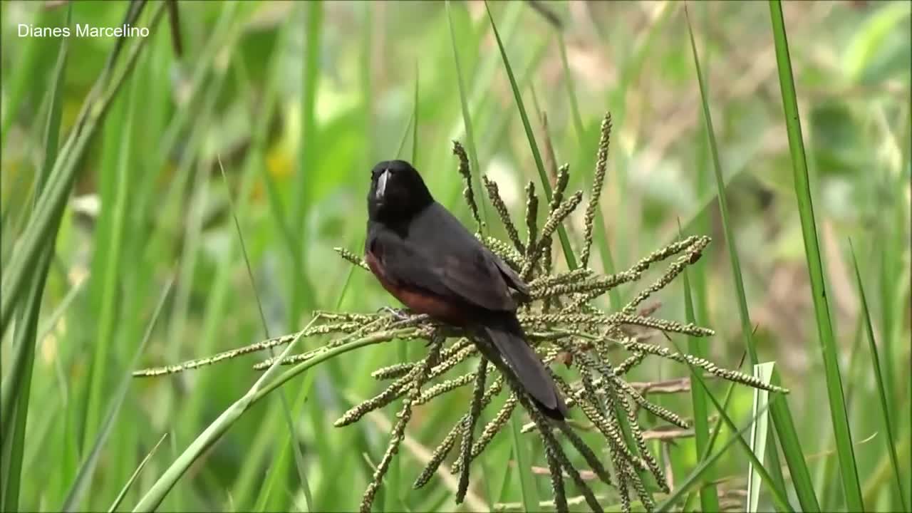 Aves do Brasil