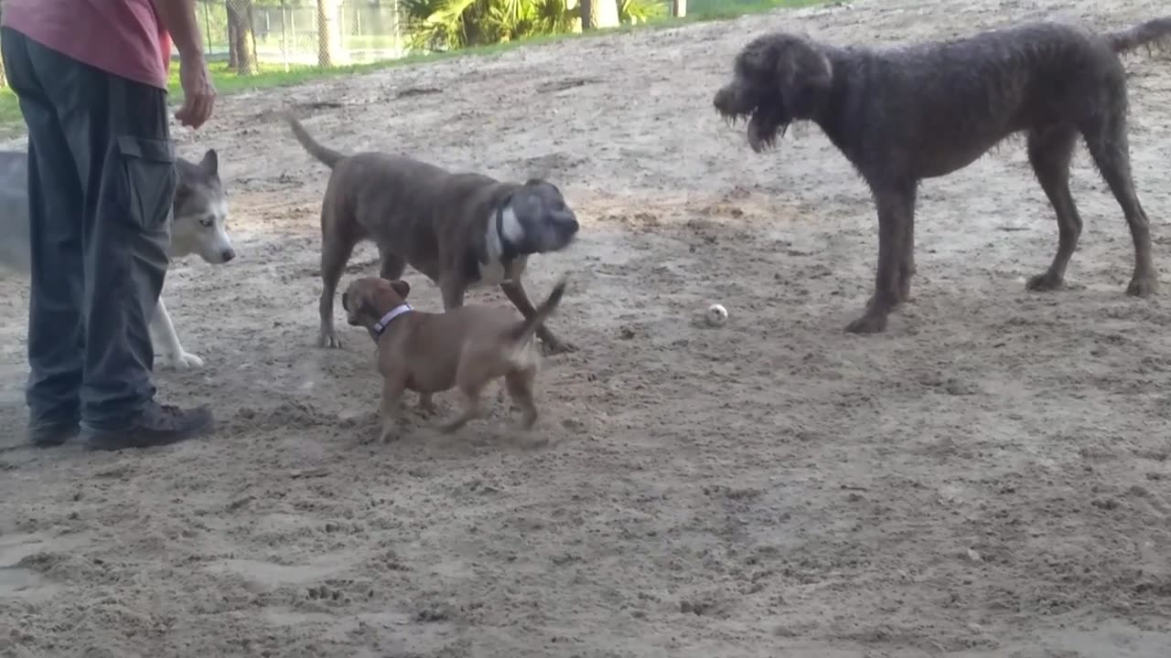 Morning Dog Park Fun