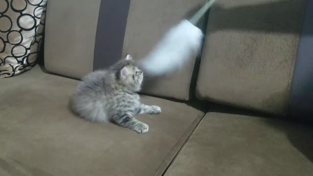 Cat playing with a feather