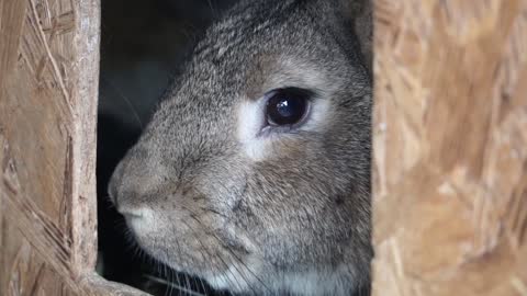 A hare gets his head out of his house.