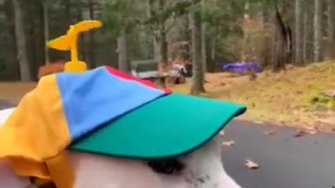 Funny animal videos