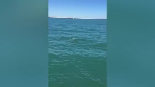ickin' WEIRD🐬😂 - Try Not To Laugh - Best Pets EVER!_Cut