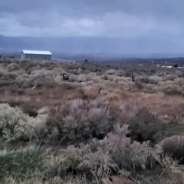 Scaring deer so they run away