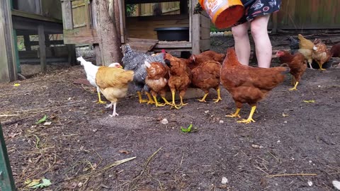 Super V Helps Me Feed the Chickens 6-24