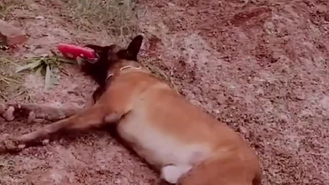 Dog captures a thief