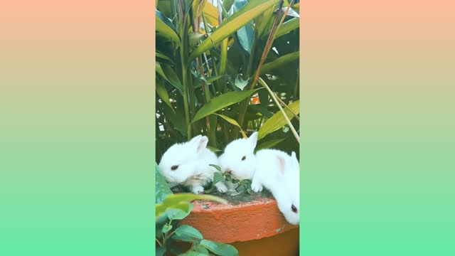 Cute Rabbit family