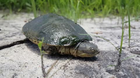 Turtle at Moremi Game Reserve in Botswana