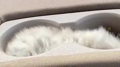 cute cat #funny #neko #cute #cat #catsoftiktok #kitten #kittensoftiktok #fyp (2)