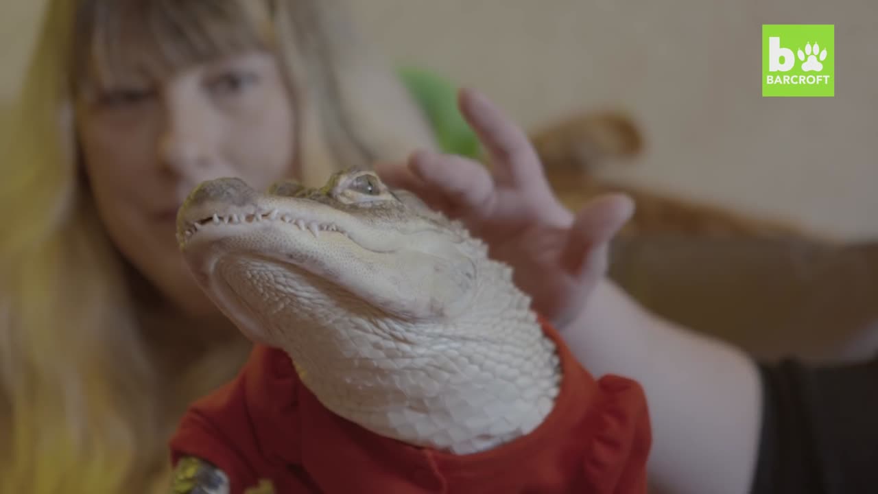 The World_s Most Pampered Alligator(1080P_HD)