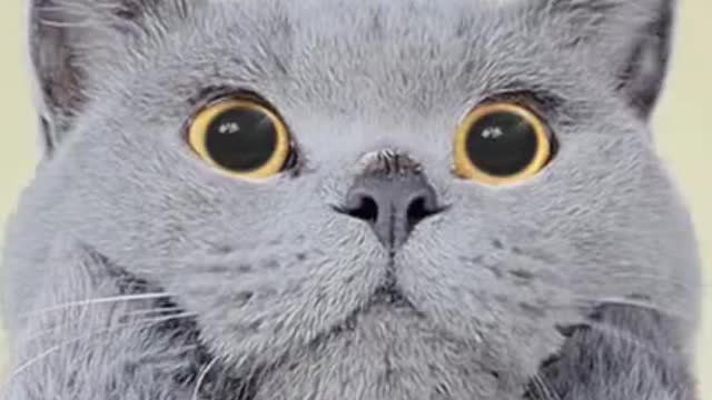 DO NOT Waste Food!! Is Oscar A Good Kitty_ ❤👀 _funnycat _catsoftiktok _shorts