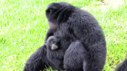 Siamang apes go wild....