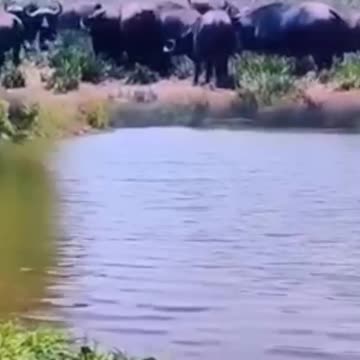 Buffalo Through Lion🐅vs🦬