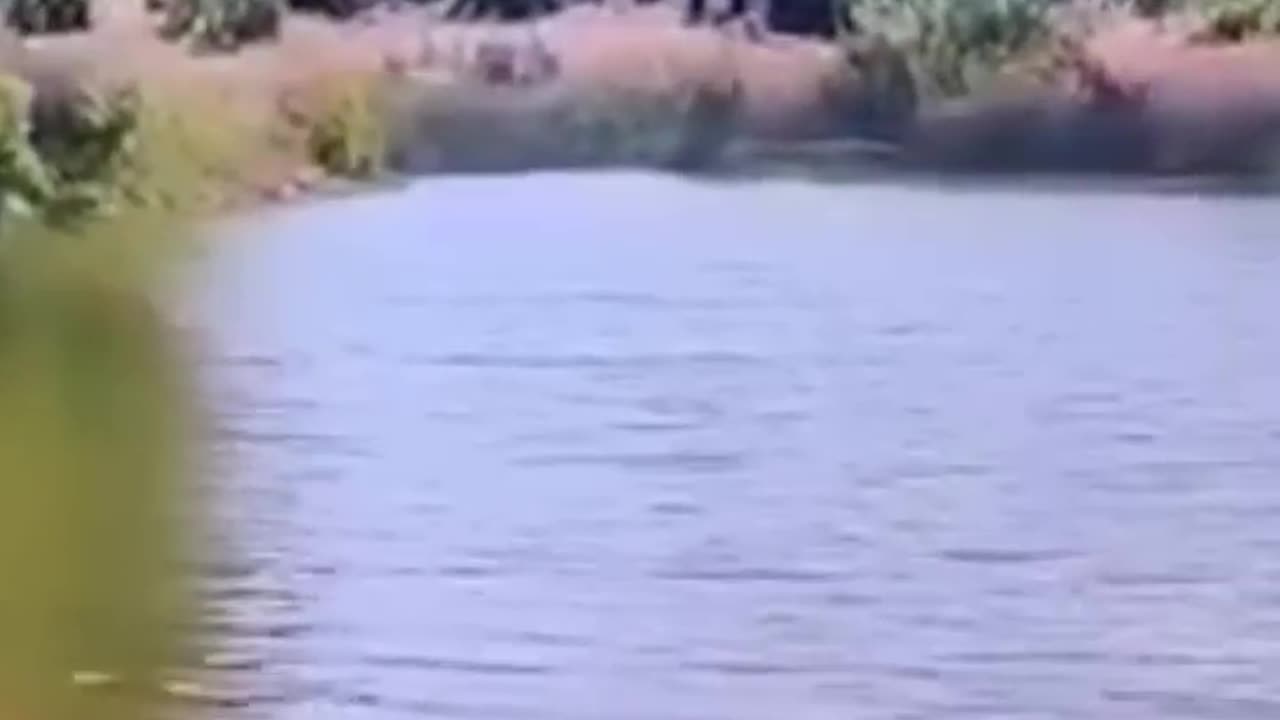 Buffalo Through Lion🐅vs🦬