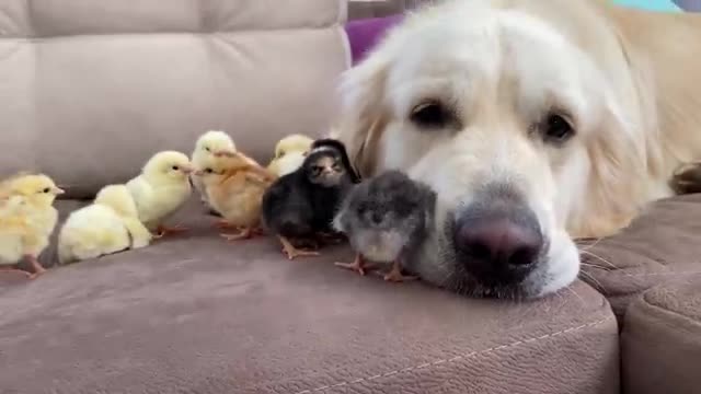 Adorable Golden Retriever and Cute Baby Chicks