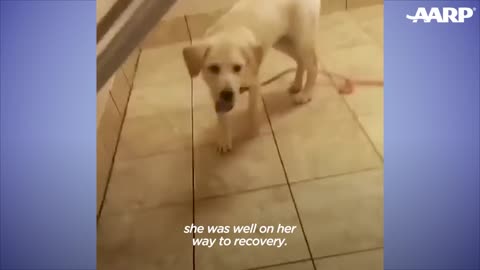 Rescue Puppy Owns Her Foster Mom _ The Dodo