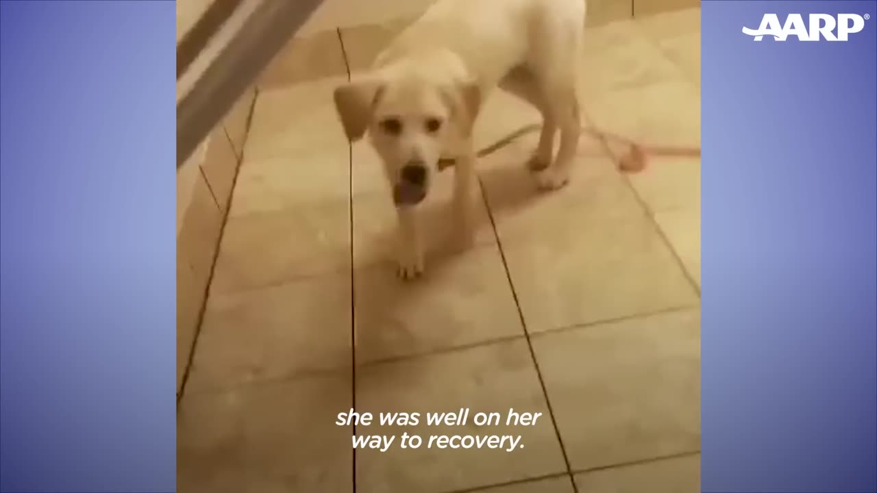 Rescue Puppy Owns Her Foster Mom _ The Dodo