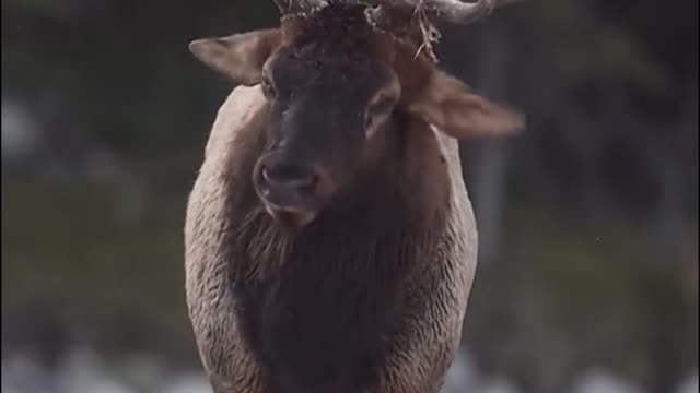 Look at this deer throwing water off its body. It's a beautiful picture