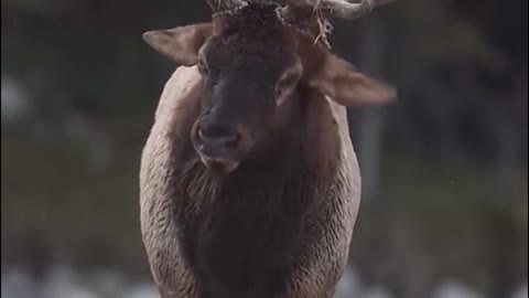 Look at this deer throwing water off its body. It's a beautiful picture