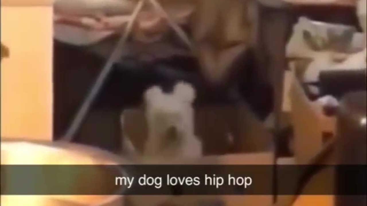 Funny dog part-19