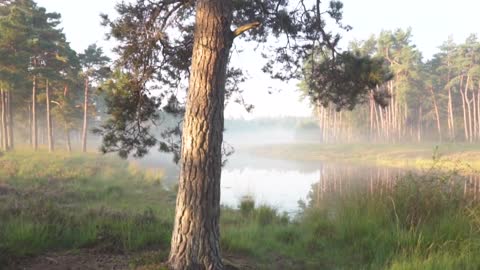 Beautiful nature