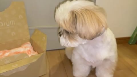 Slow Motion Recording Shih Tzu Puppy