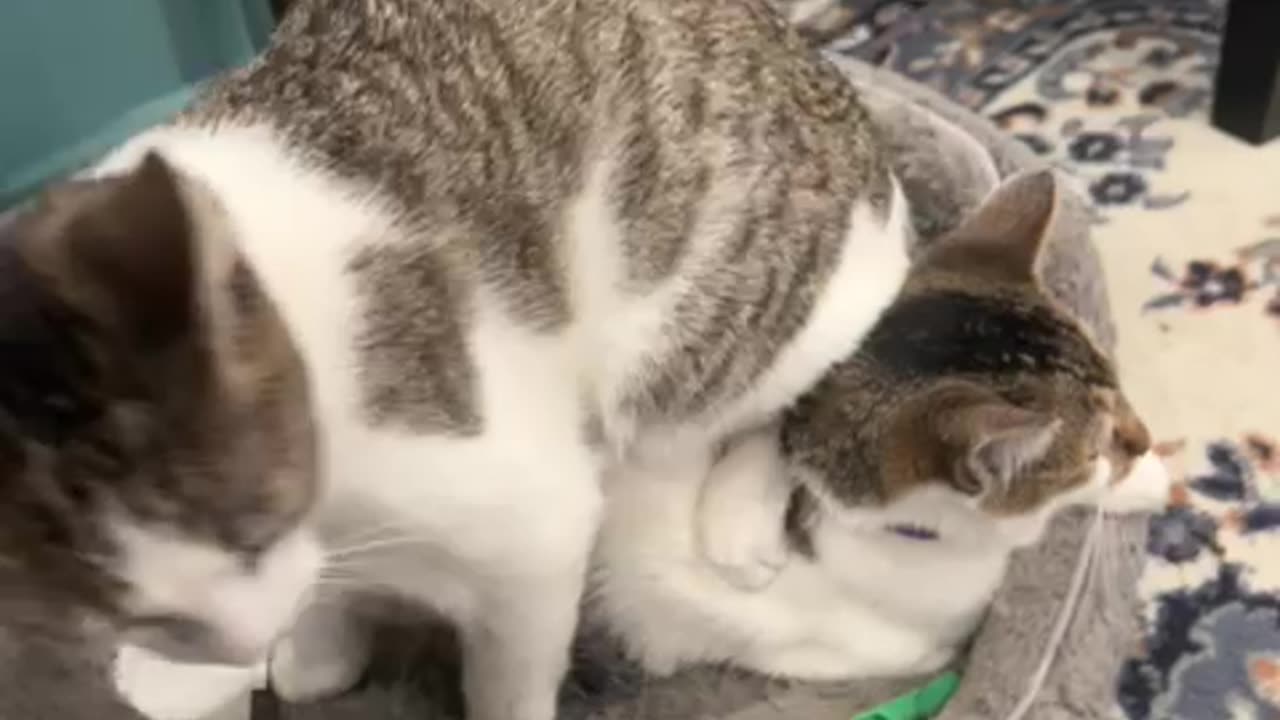 Funny cat 🐱 😝