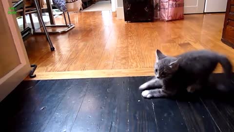 Funny Cats Sliding on Wood Floors Compilation