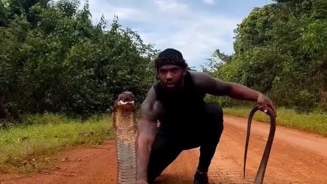 Watch as a how man controlling the king cobra