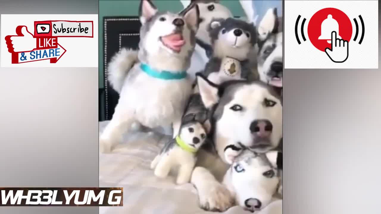 Funniest husky video