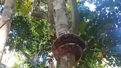 Have you ever seen / cute animals moments