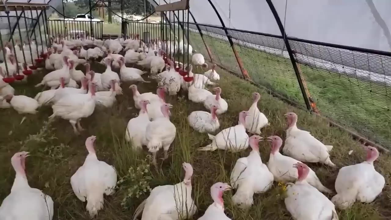 How American Farmers Raise Millions Of