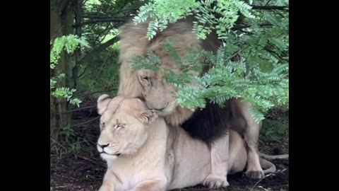 lion trying to have fun with his partner