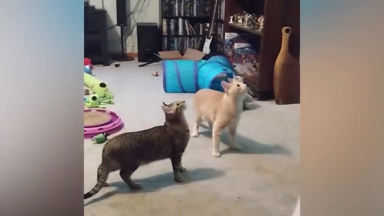 Funniest Cat Videos In The World