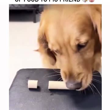 Never Forget to Share Dog Training