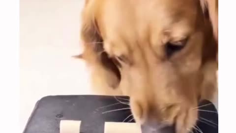 Never Forget to Share Dog Training
