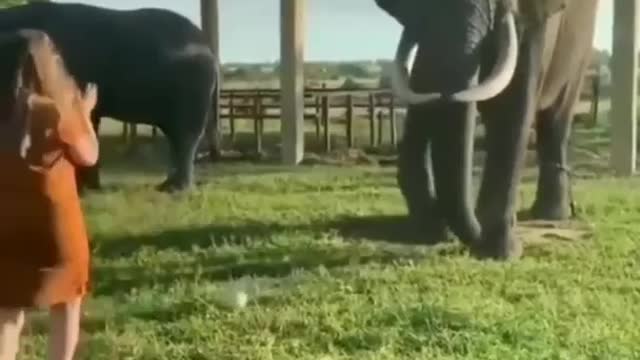 Playing Ball With Elephant,