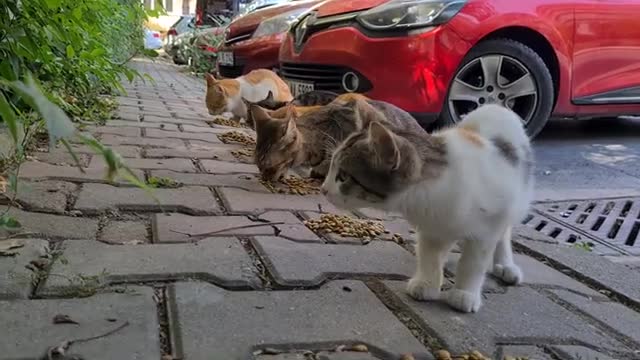 Very cute homeless kittens living on the street.