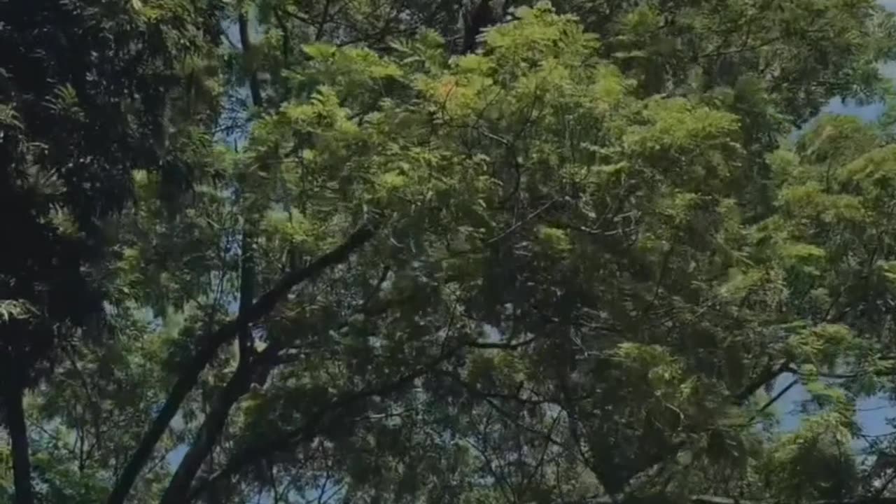 কখনো কোন কিছু বলবেন না "ইনশাআল্লাহ" বলা ব্যতীত