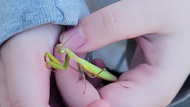Small alien
