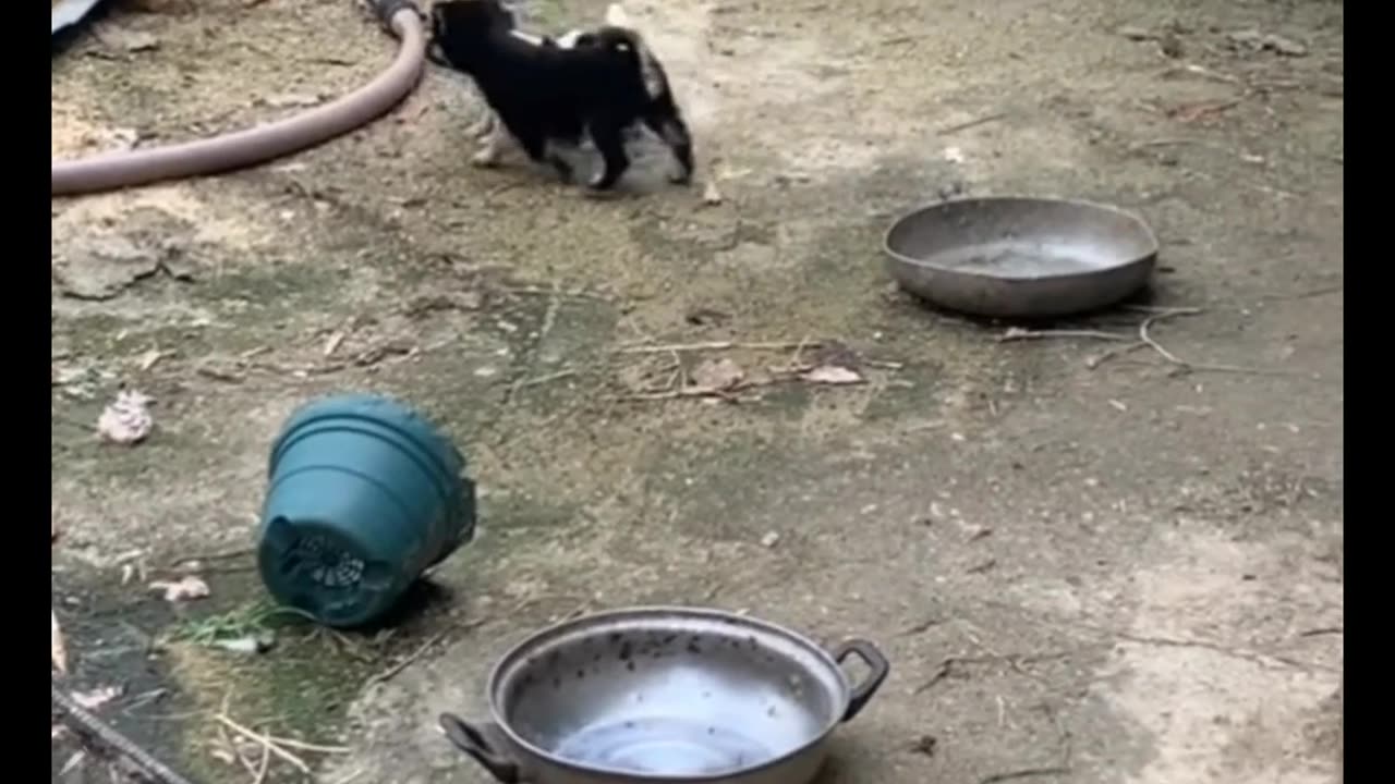 The incredible fight between dogs and snakes