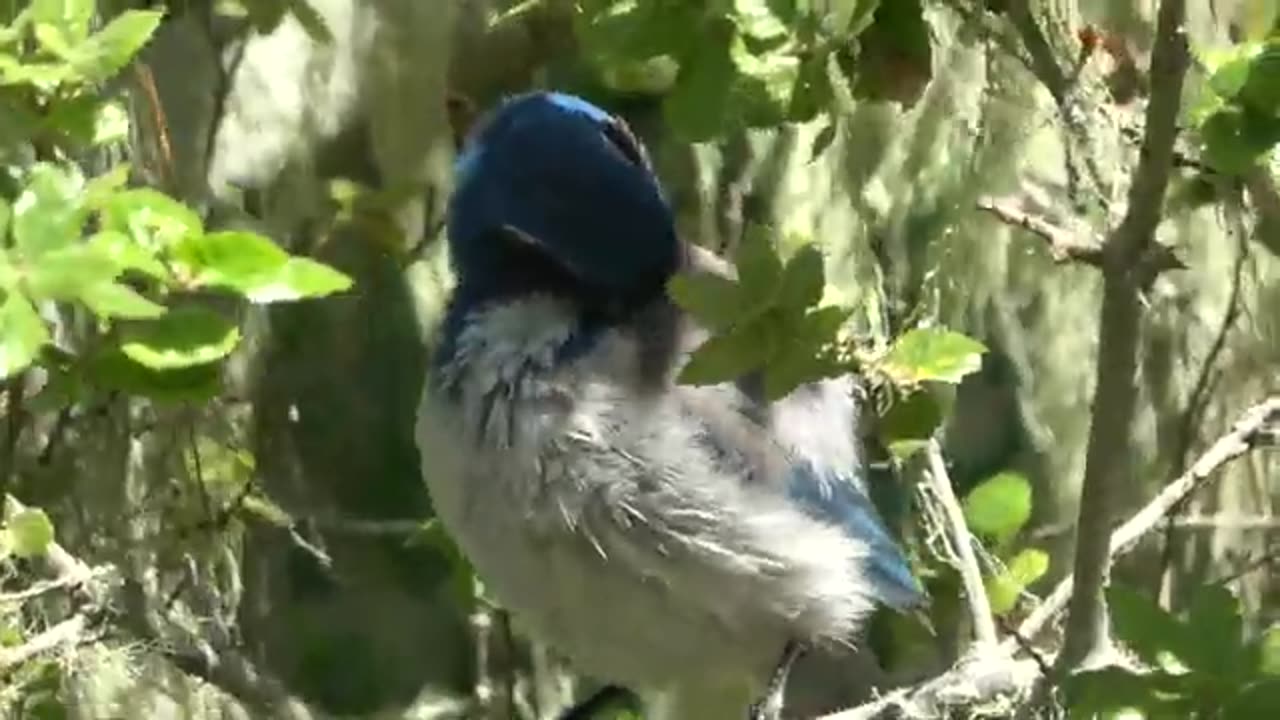 The Blue Bush Jay