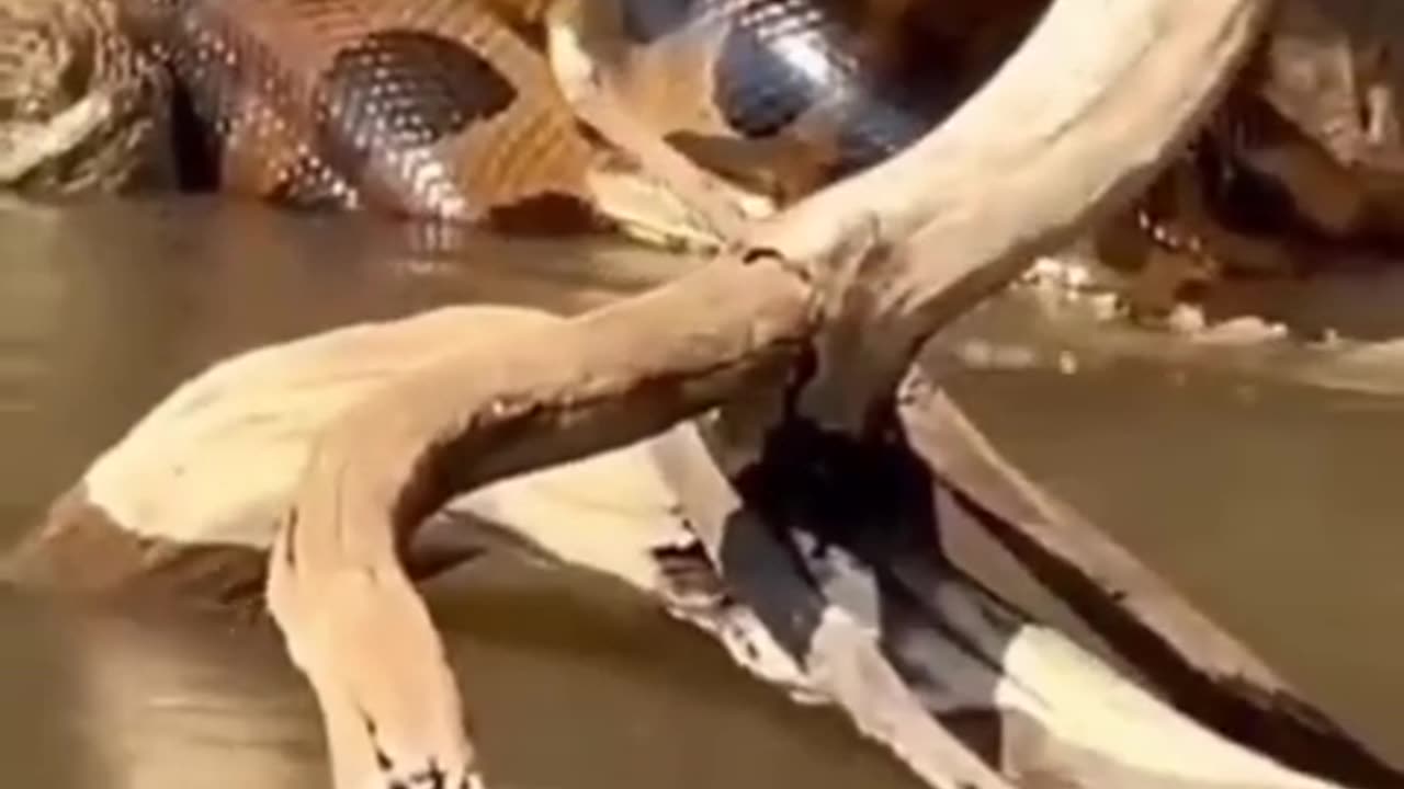 Snake Vs Crocofile