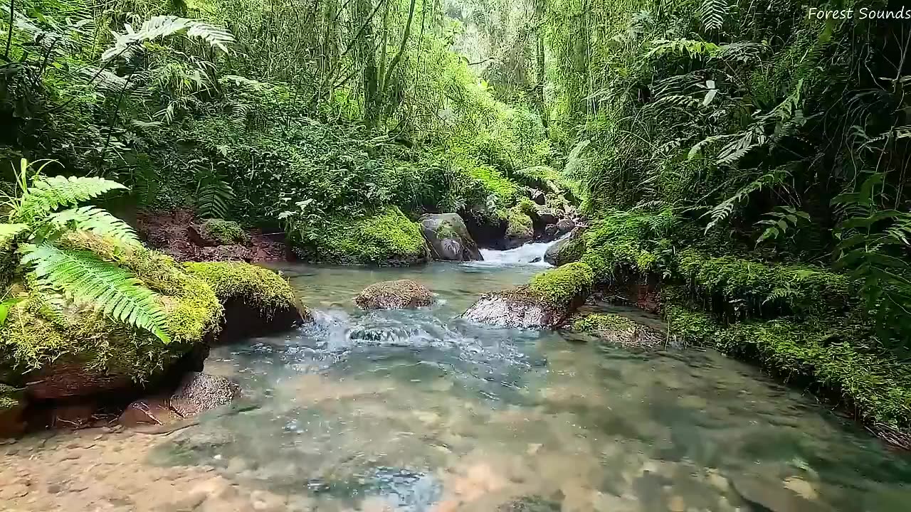 Calming mountain stream sound, peaceful birds chirping in the Amazon forest