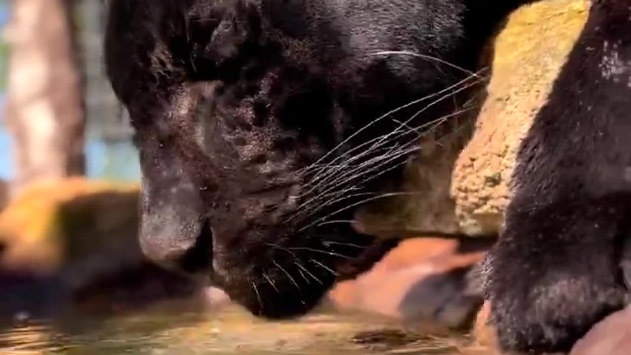 Black panther Full HF