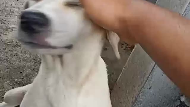 Helping a Stranded Dog