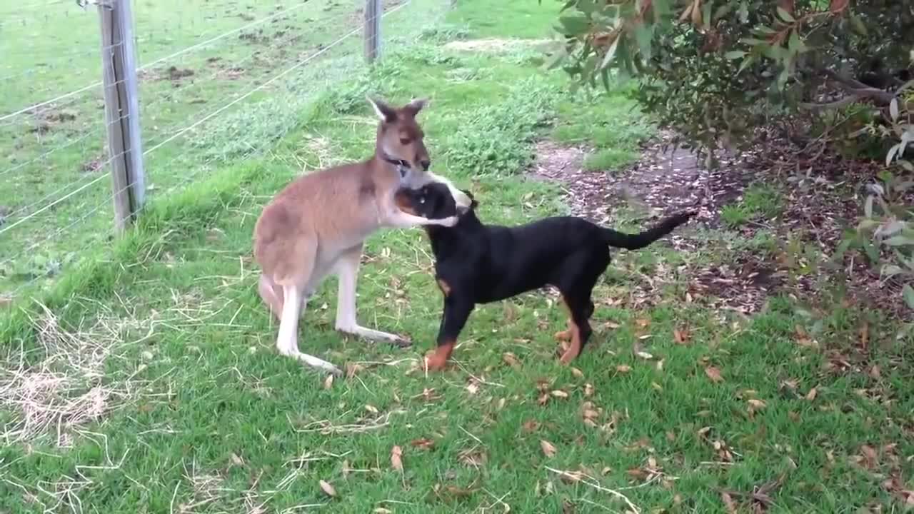 Kangaroo Playing With Dog - Too Cute